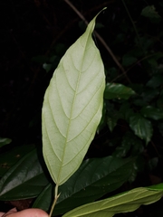 Quararibea asterolepis