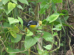 Atlapetes albinucha