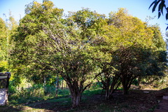 Plinia cauliflora