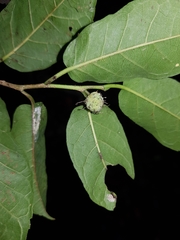 Maclura tinctoria
