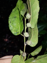 Maclura tinctoria