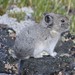 Collared Pika - Photo (c) sydcannings, some rights reserved (CC BY-NC), uploaded by sydcannings