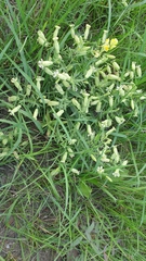 Silene procumbens