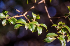 Plinia cauliflora