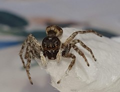 Menemerus semilimbatus