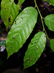 Cynophalla amplissima