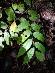 Cynophalla amplissima