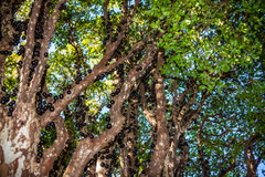 Plinia cauliflora