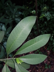 Tabernaemontana undulata