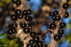 Plinia cauliflora