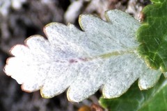 Dryas ajanensis
