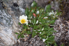 Dryas ajanensis
