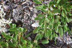 Dryas ajanensis