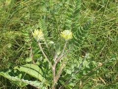 Astragalus dasyanthus
