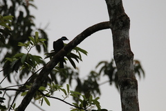 Gymnoderus foetidus