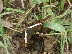 Adelpha alala