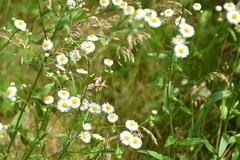 Erigeron strigosus strigosus
