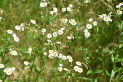 Erigeron strigosus strigosus
