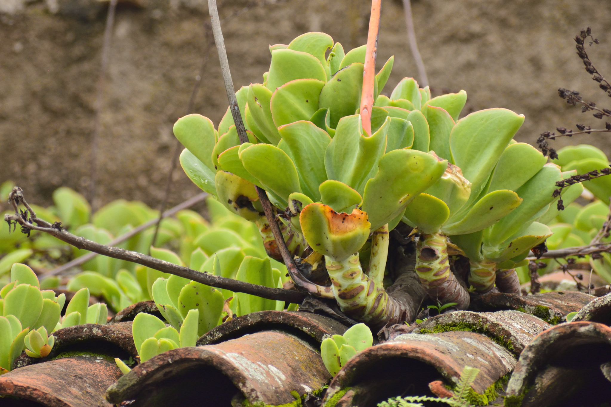 Imagem de Echeveria pallida