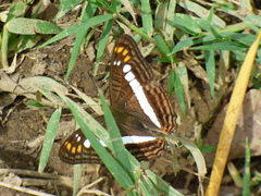 Adelpha alala