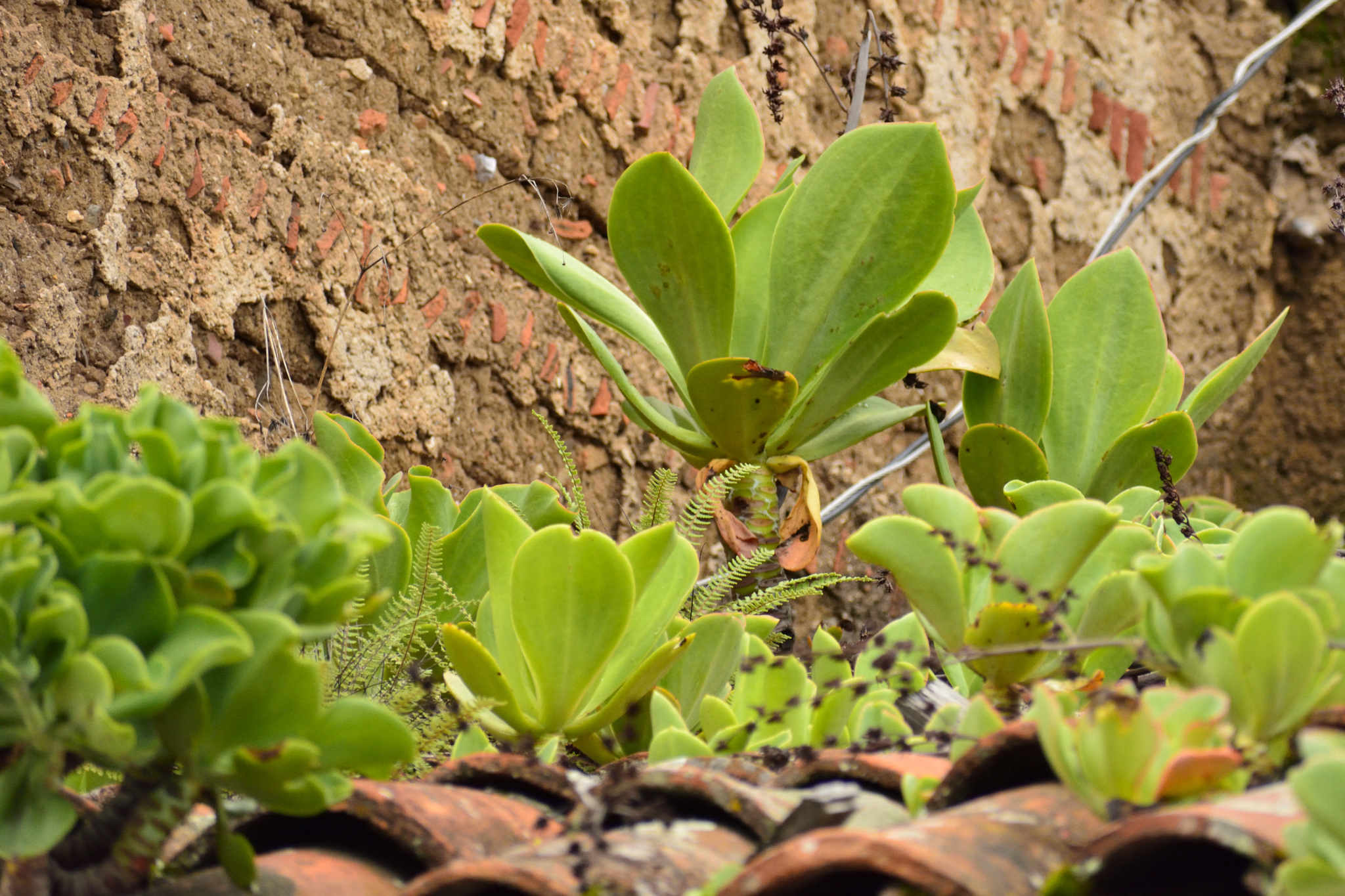 Imagem de Echeveria pallida