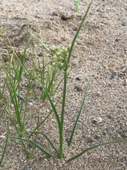 Cyperus bipartitus