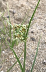 Cyperus bipartitus