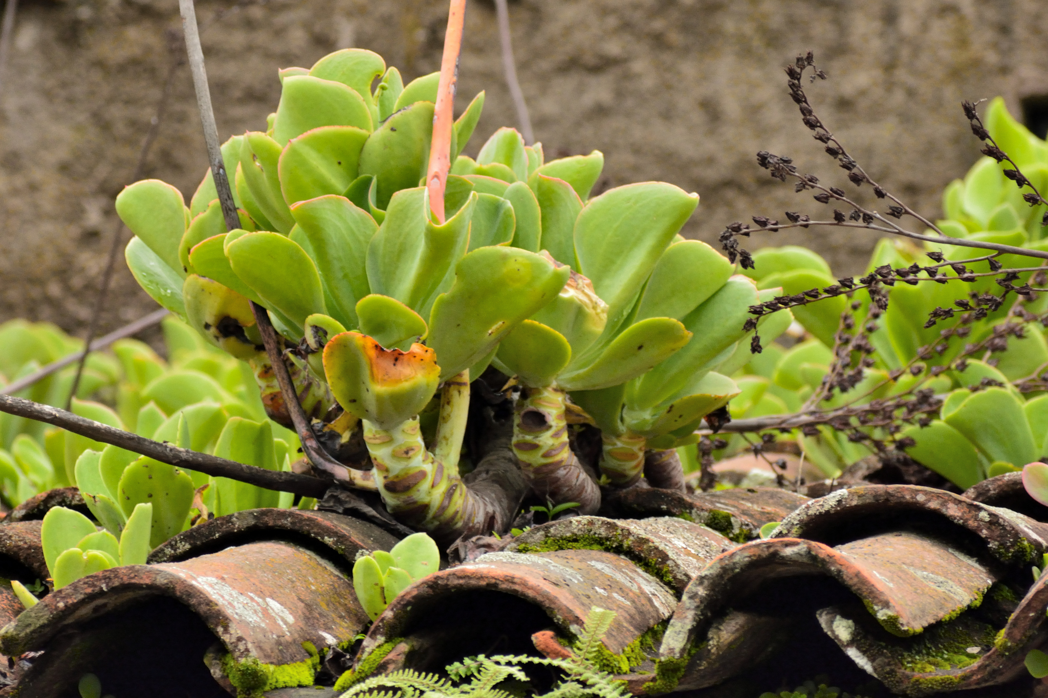 Imagem de Echeveria pallida