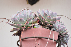 Echeveria colorata