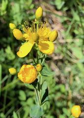 Hypericum scouleri