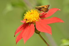 Atalopedes campestris huron