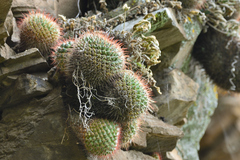 Mammillaria scrippsiana