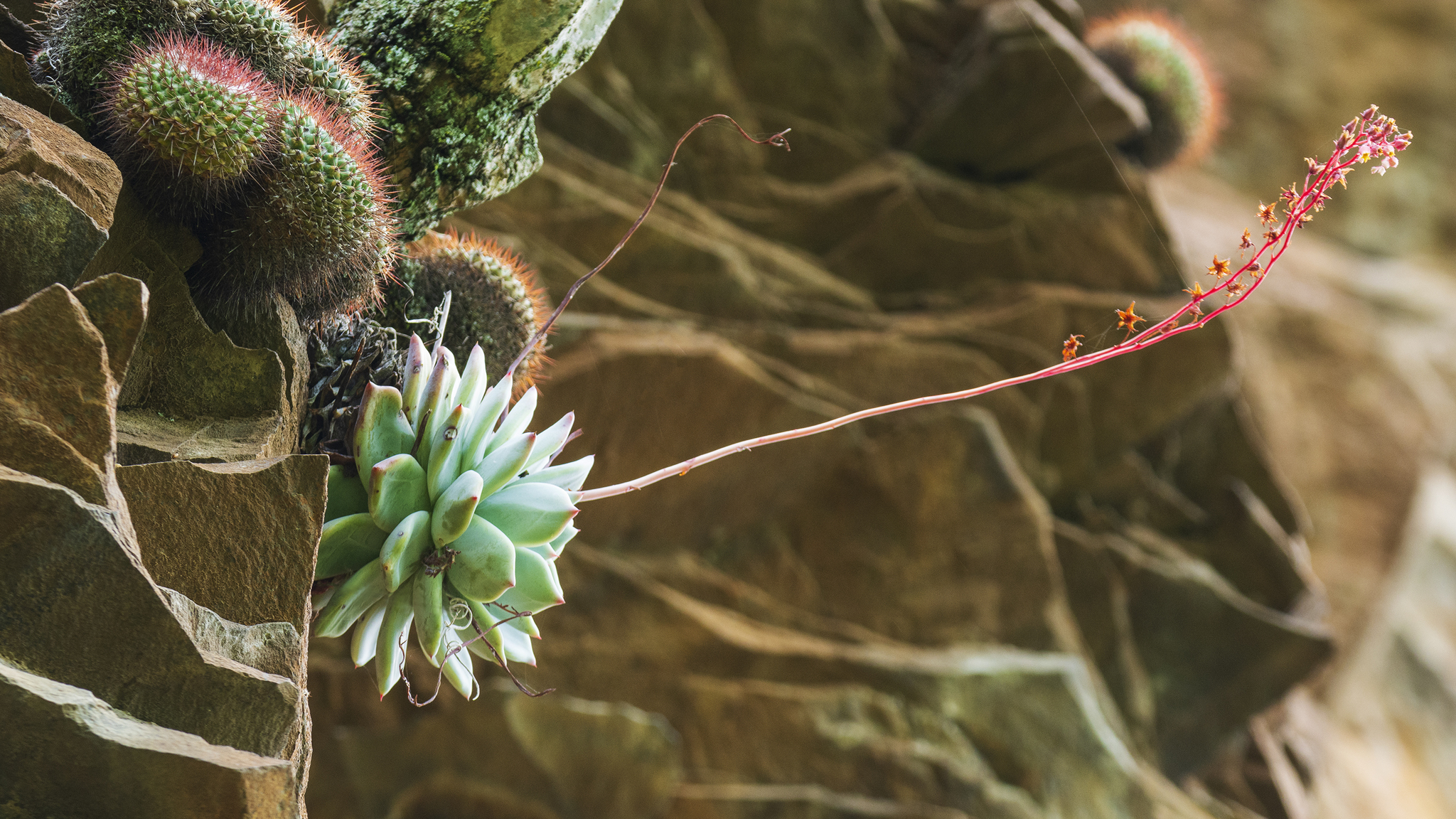 Imagem de Echeveria