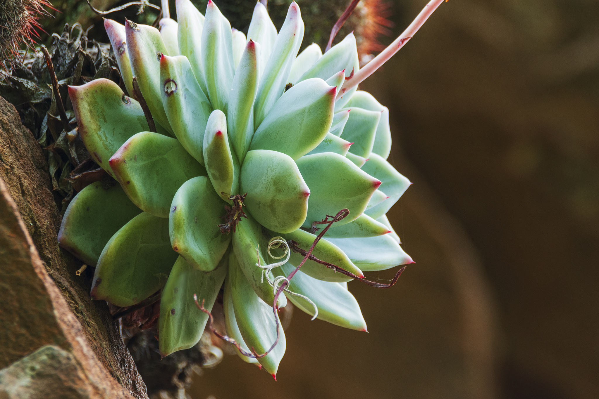 Imagem de Echeveria