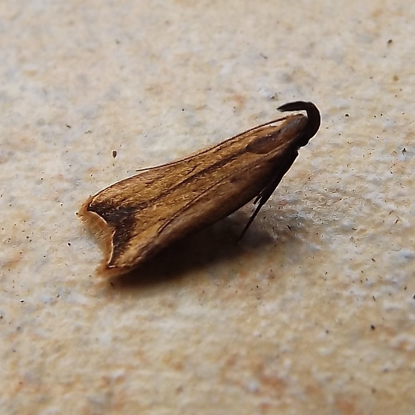 Black-edged Dichomeris Moth