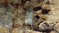 Lithophane antennata