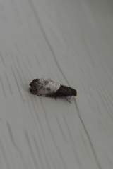 Notocelia cynosbatella