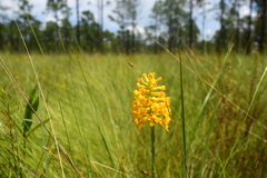 Platanthera integra