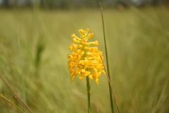 Platanthera integra