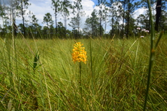 Platanthera integra
