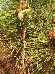 Pinus nigra
