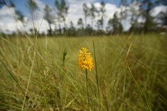 Platanthera integra