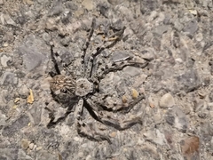 Eusparassus