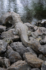 Crocodylus niloticus africanus