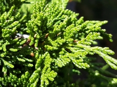 Juniperus sabina