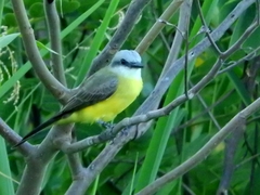 Tyrannus albogularis