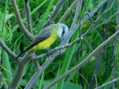 Tyrannus albogularis