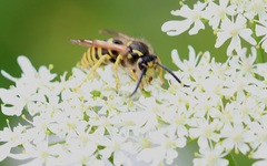 Dolichovespula sylvestris