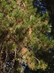 Pinus nigra