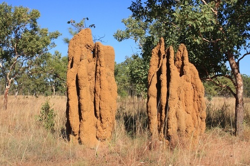 Spinifex Termite photo 4